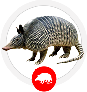 Armadillo Removal