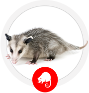 Opossum Removal